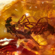 Mating flies found in 41-million-year-old amber.